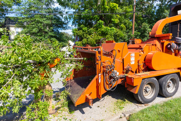 Dead Tree Removal in Brookings, OR